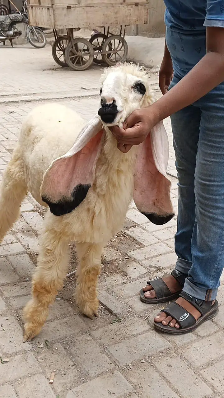 Sargodha Kajla 5 Points Ma — photo 2