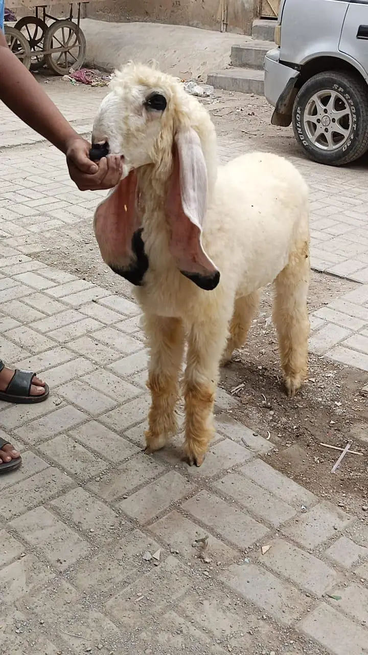Sargodha Kajla 5 Points Ma — photo 5