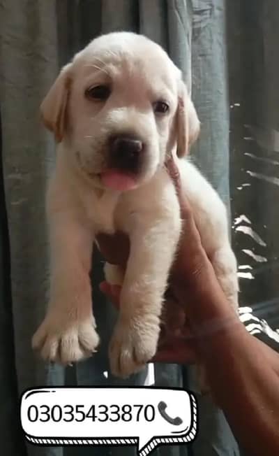 British Labrador top quality female puppy