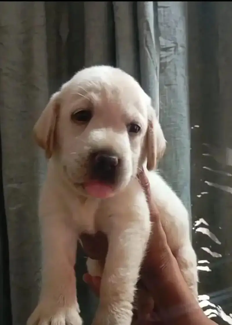 British Labrador top quality female puppy — photo 2