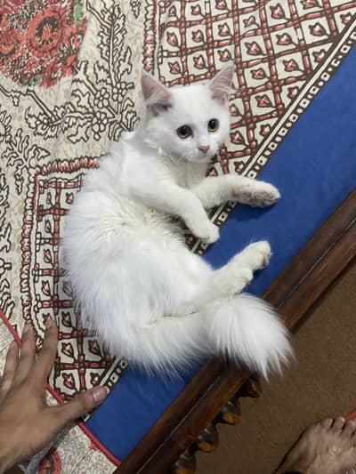 Masoom or Goongaa