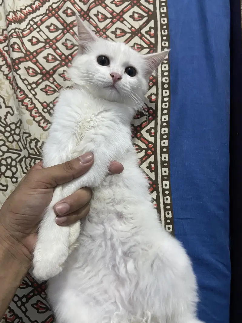 Masoom or Goongaa — photo 7
