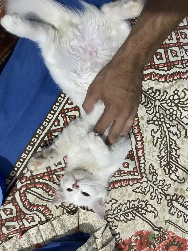 Masoom or Goongaa — photo 9