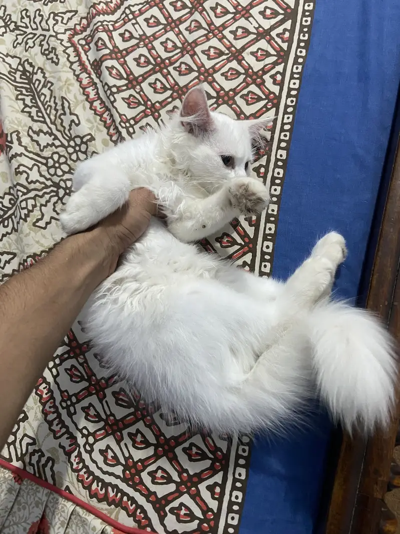 Masoom or Goongaa — photo 10