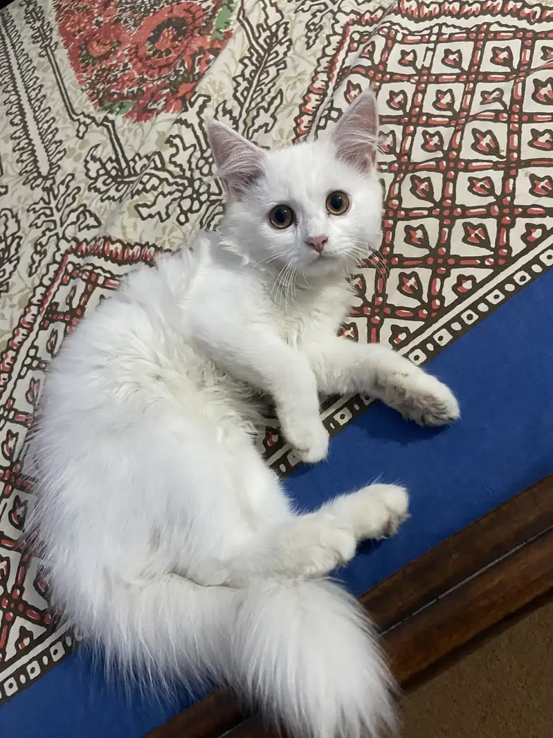 Masoom or Goongaa — photo 11