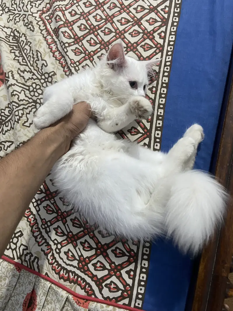 Masoom or Goongaa — photo 12