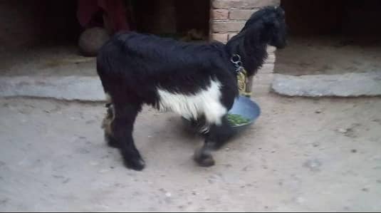 female 6 to 7 month
