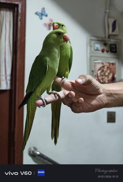 Ringneck Baby self 03173800073