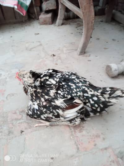 Kurak Aseel murgi for sale