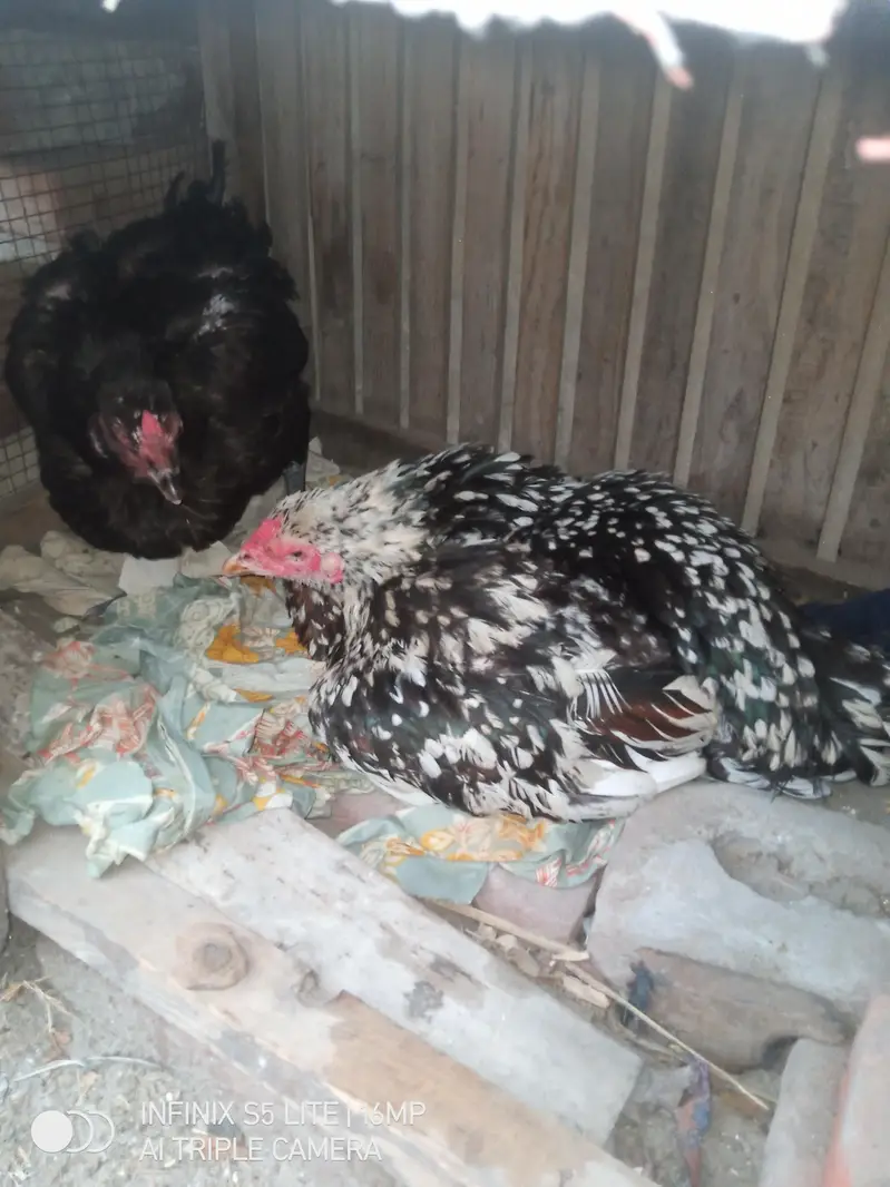 Kurak Aseel murgi for sale — photo 2