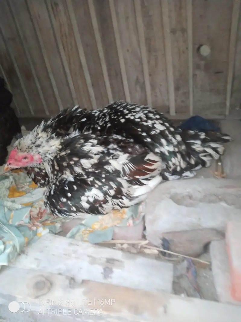 Kurak Aseel murgi for sale — photo 3