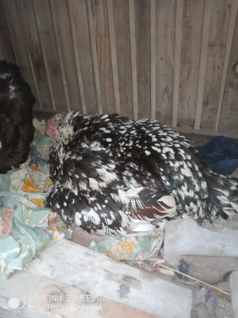 Kurak Aseel murgi for sale — photo 4