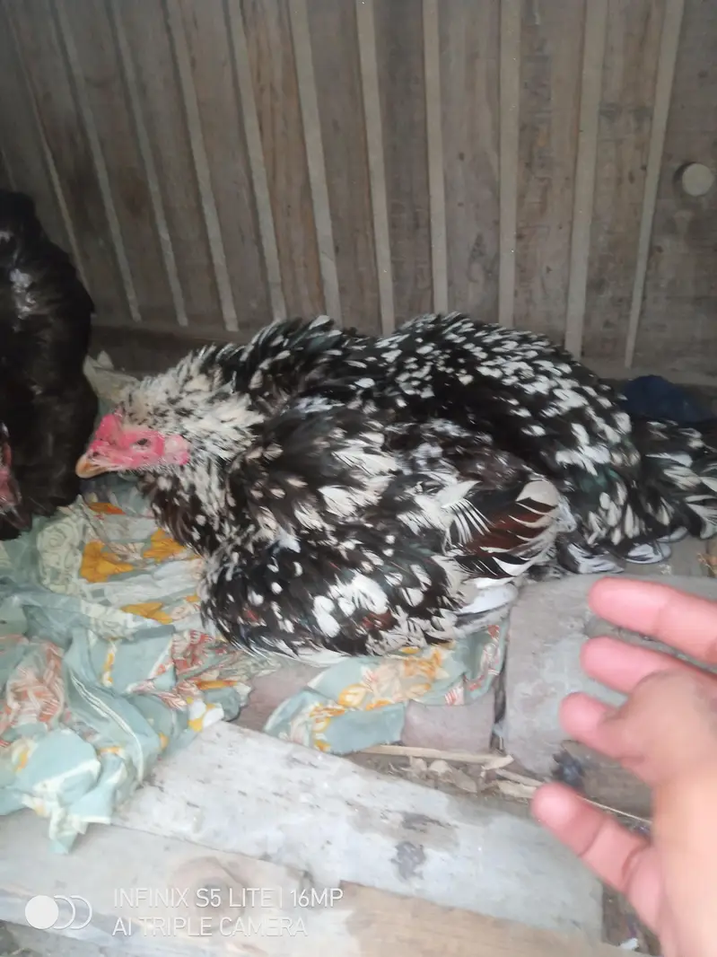Kurak Aseel murgi for sale — photo 5