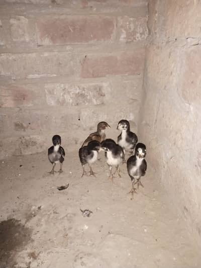 Aseel Chick Mianwali