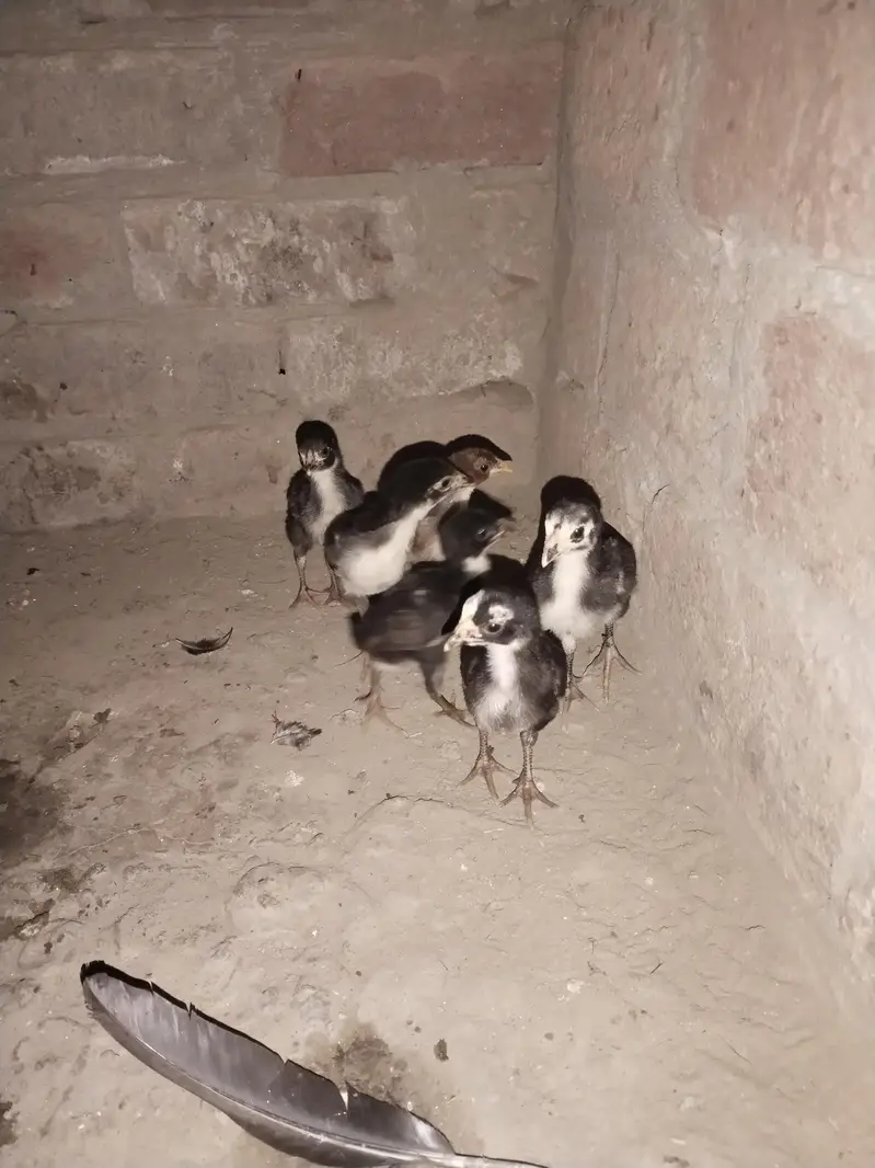 Aseel Chick Mianwali — photo 2