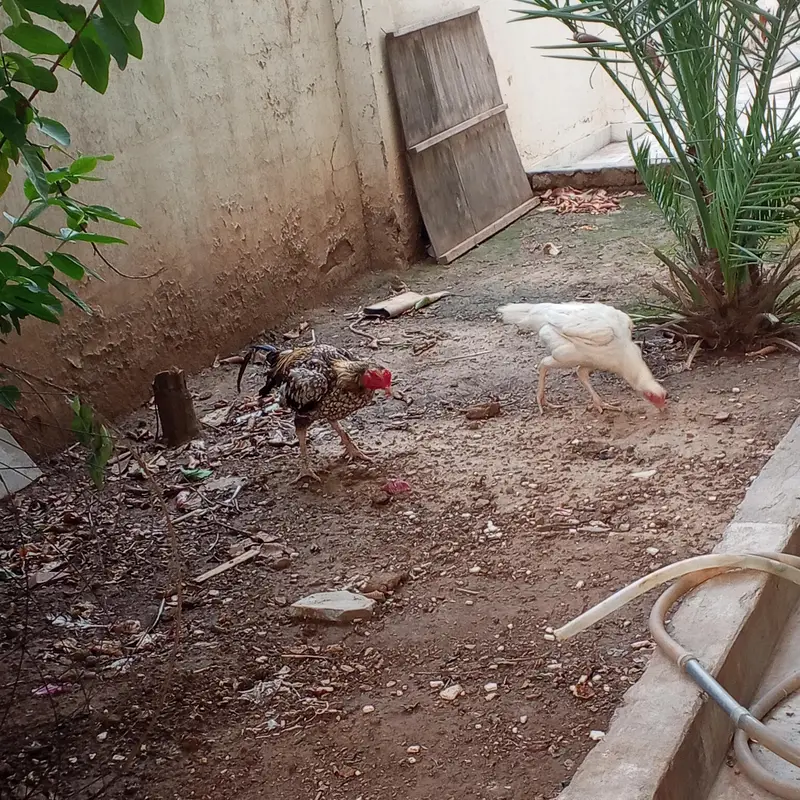 Aseel — photo 2
