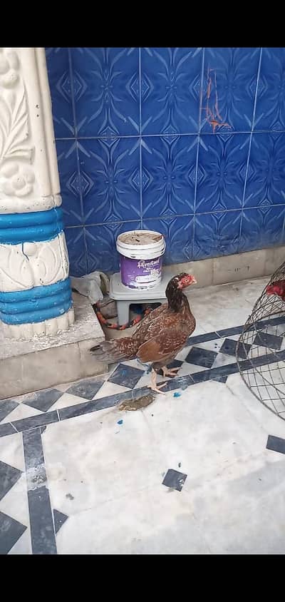Aseel murgi for urgent sale