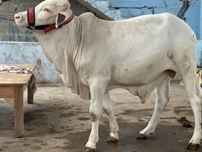 KHEERA BACHRAY BACHIA AVAILABLE FOR SALE 2027 QURBANI