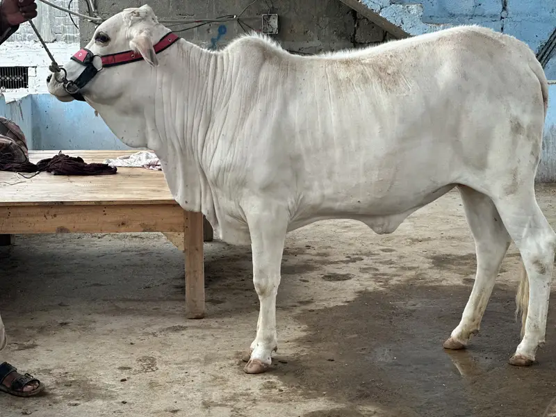 KHEERA BACHRAY BACHIA AVAILABLE FOR SALE 2027 QURBANI — photo 2