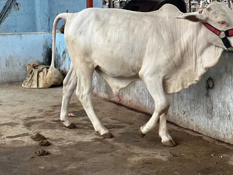 KHEERA BACHRAY BACHIA AVAILABLE FOR SALE 2027 QURBANI — photo 3