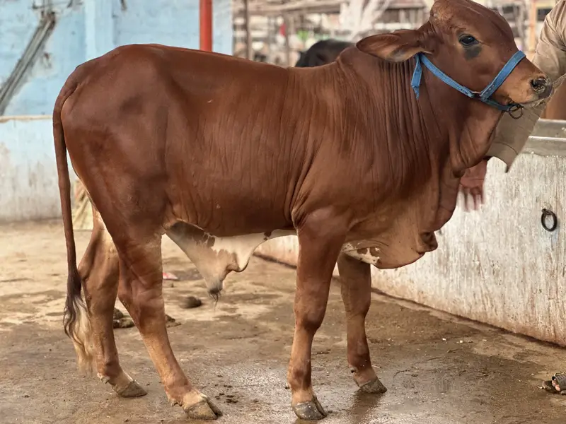 KHEERA BACHRAY BACHIA AVAILABLE FOR SALE 2027 QURBANI — photo 4