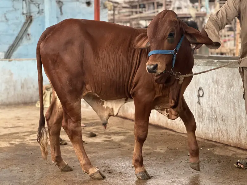 KHEERA BACHRAY BACHIA AVAILABLE FOR SALE 2027 QURBANI — photo 5