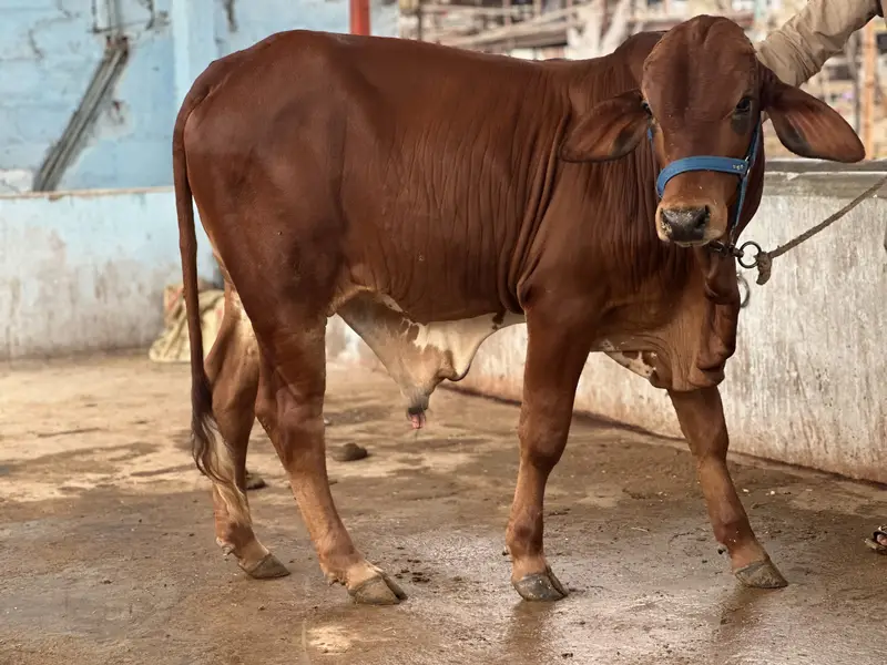 KHEERA BACHRAY BACHIA AVAILABLE FOR SALE 2027 QURBANI — photo 6