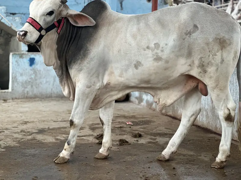 KHEERA BACHRAY BACHIA AVAILABLE FOR SALE 2027 QURBANI — photo 7