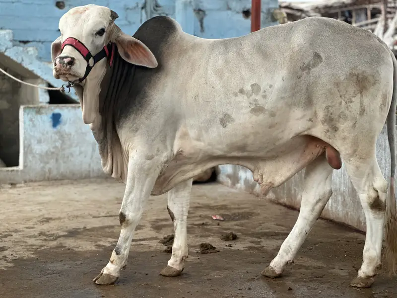 KHEERA BACHRAY BACHIA AVAILABLE FOR SALE 2027 QURBANI — photo 8
