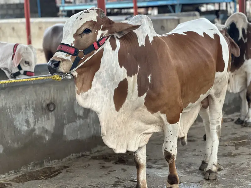 KHEERA BACHRAY BACHIA AVAILABLE FOR SALE 2027 QURBANI — photo 9