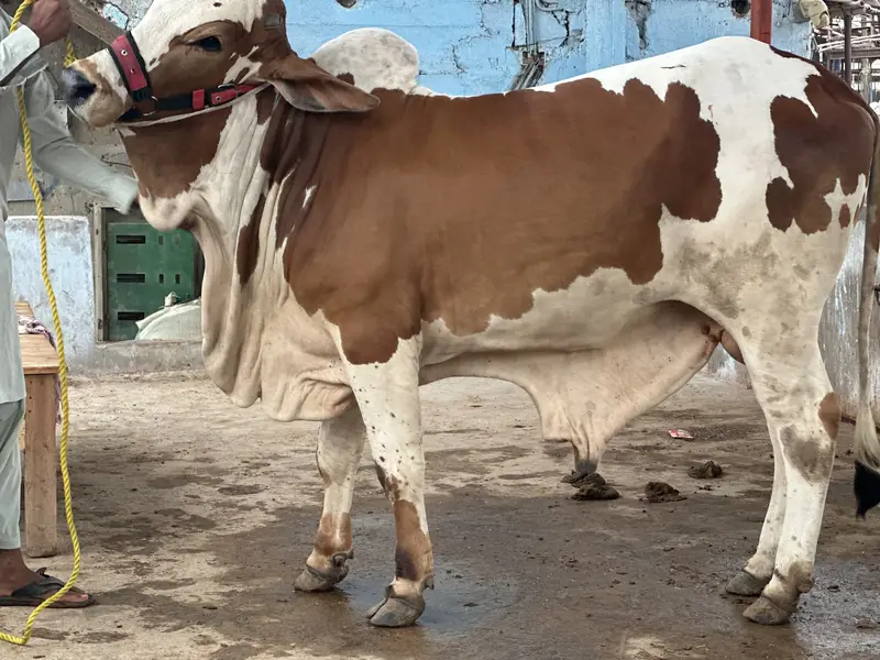 KHEERA BACHRAY BACHIA AVAILABLE FOR SALE 2027 QURBANI — photo 10