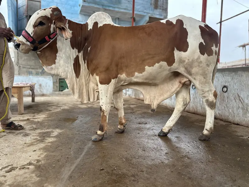 KHEERA BACHRAY BACHIA AVAILABLE FOR SALE 2027 QURBANI — photo 11
