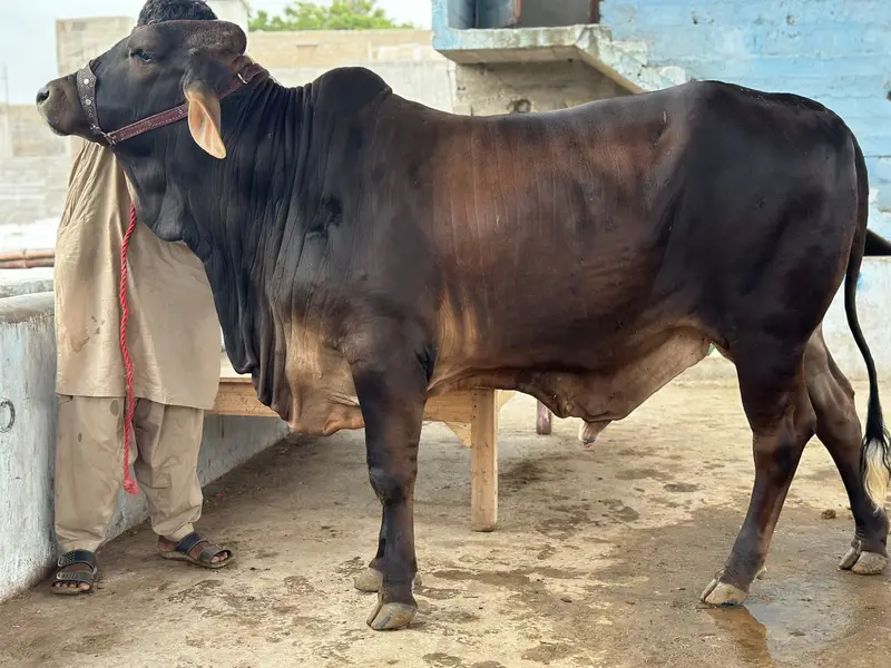 KHEERA BACHRAY BACHIA AVAILABLE FOR SALE 2027 QURBANI — photo 12