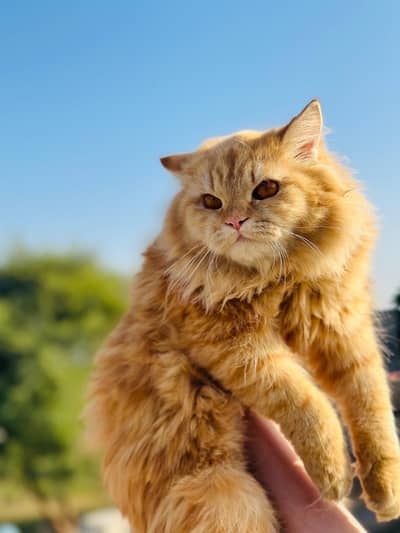 Cat for sale