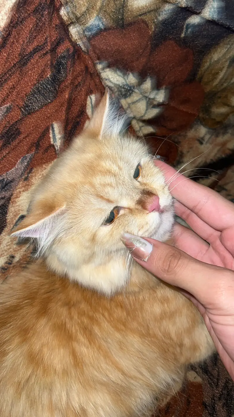 Cat for sale — photo 2
