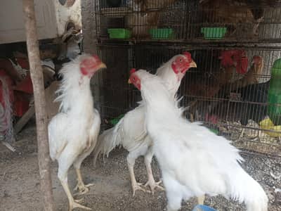 Hera Aseel breeder  Phatta &  Misri full setup sale