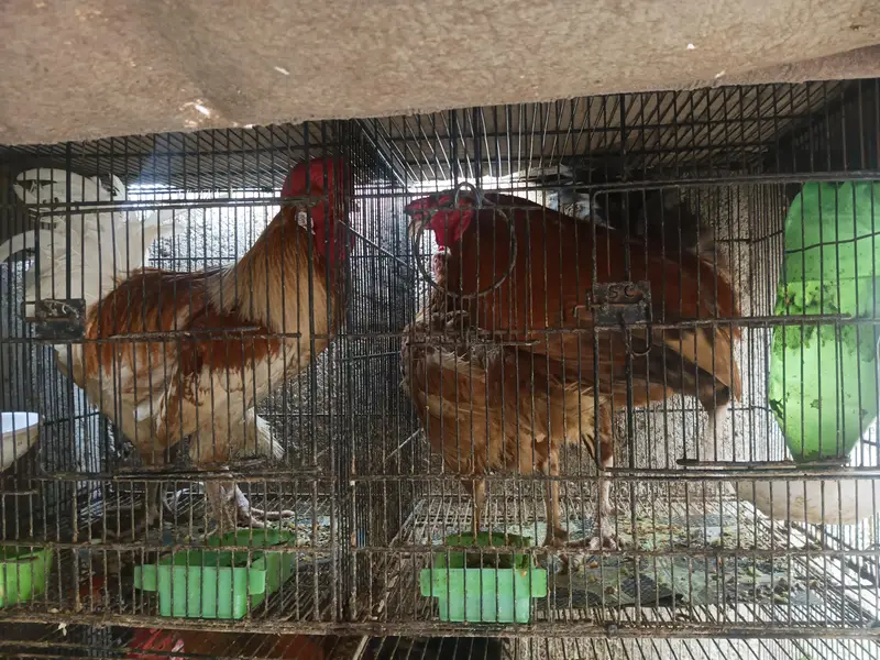 Hera Aseel breeder  Phatta &  Misri full setup sale — photo 2
