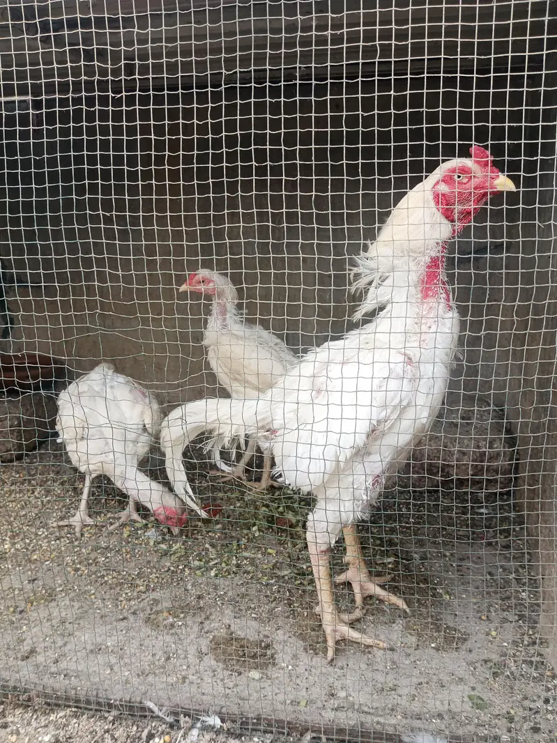 Hera Aseel breeder  Phatta &  Misri full setup sale — photo 3