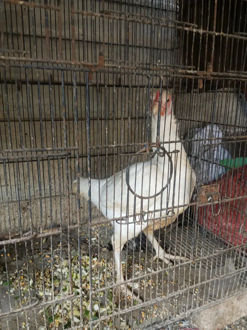 Hera Aseel breeder  Phatta &  Misri full setup sale — photo 4