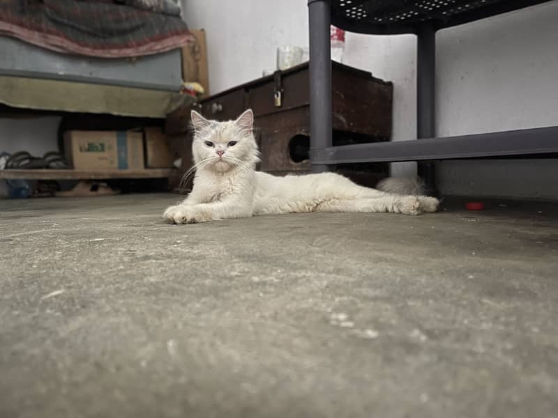 Ragdoll cat 0