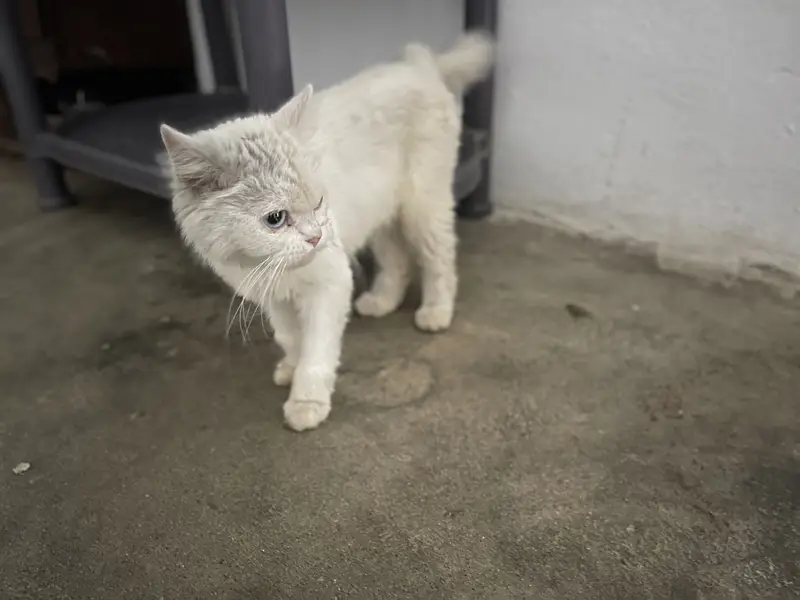 Ragdoll cat — photo 2