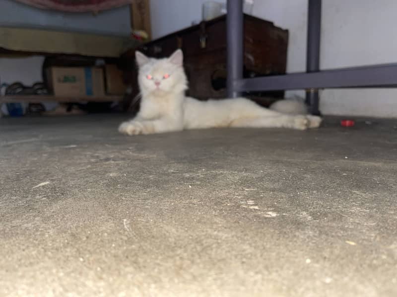 Ragdoll cat 2