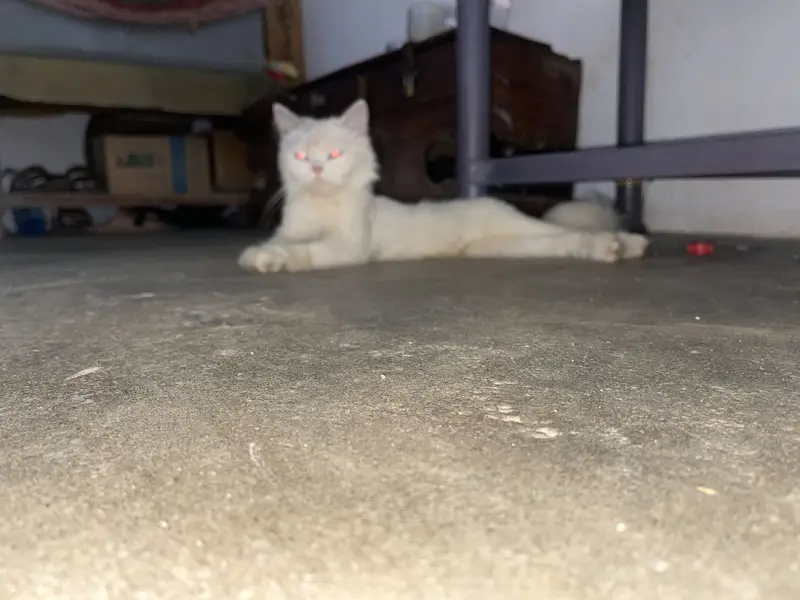 Ragdoll cat — photo 3