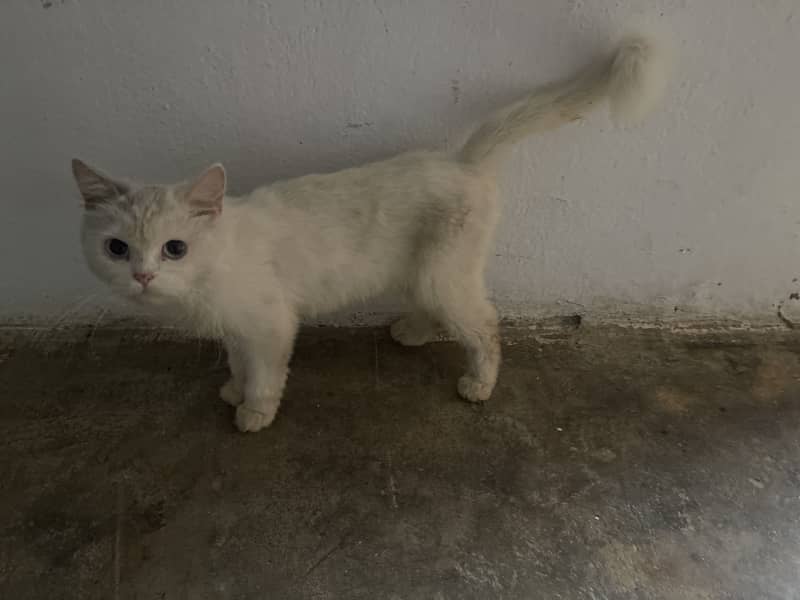 Ragdoll cat 3