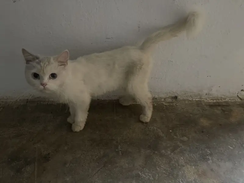 Ragdoll cat — photo 4