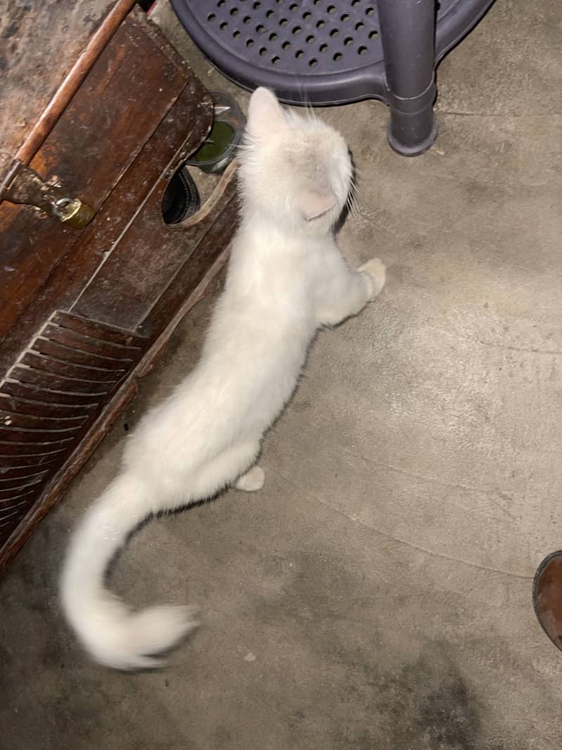 Ragdoll cat 4