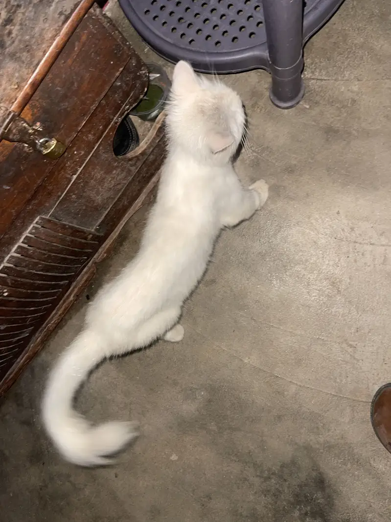Ragdoll cat — photo 5