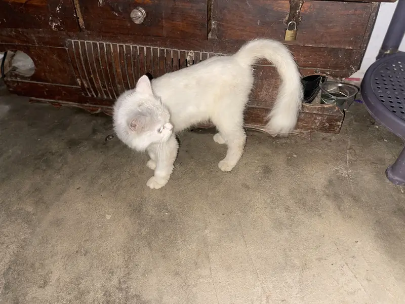 Ragdoll cat — photo 6