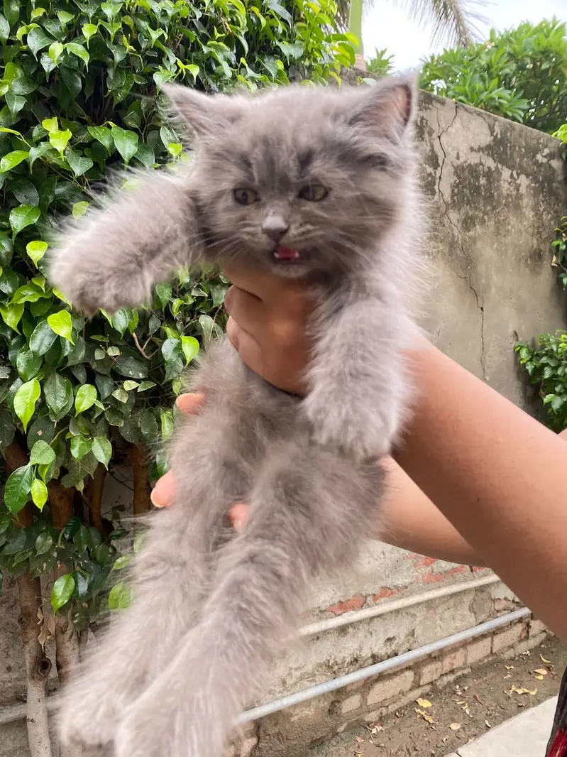 Persian cat rare colour grey — photo 3