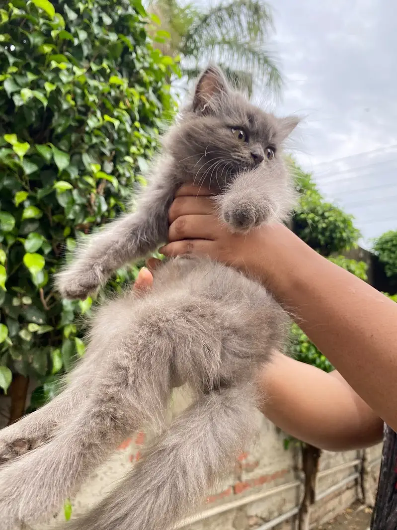 Persian cat rare colour grey — photo 4